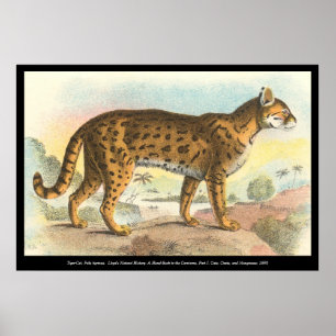 Póster Tiger-Cat