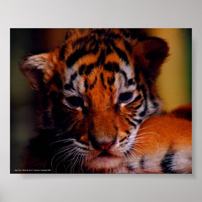 Poster Tiger Cub - Foto De John A. Sylveste... (Frente)