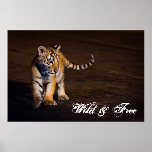 Póster Tiger Cub Walking (Frente)