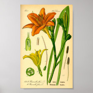 Póster Tiger Daylily (Hemerocallis fulva)