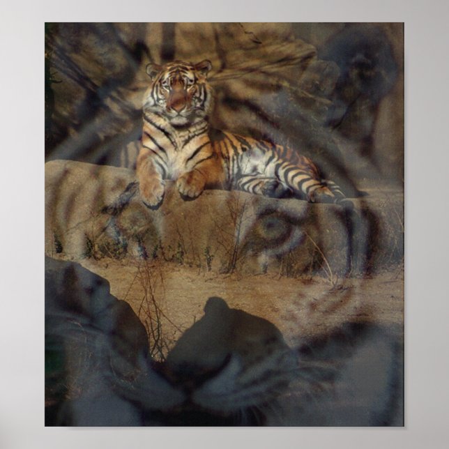 Poster Tiger Doubletake (Frente)