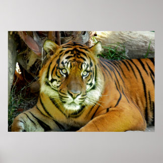 Póster Tiger Está Bonito
