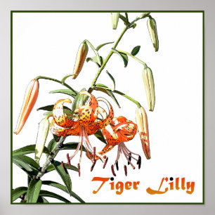 Poster Tiger Lilly