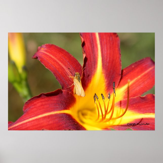 Póster Tiger Lily e Amigo (Frente)