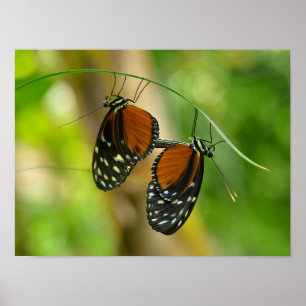 Poster Tiger Longwing butterfly