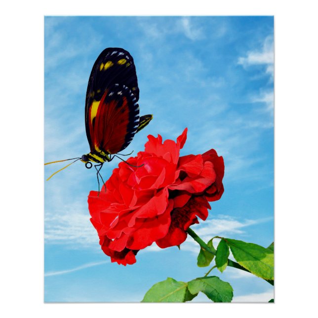 Póster Tiger longwing butterfly pollinating a rose Don Ju (Frente)