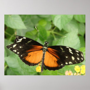 Póster Tiger Longwing Butterfly Print