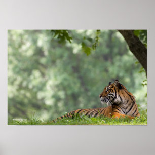 Poster Tiger Lounging Beneath a Tree