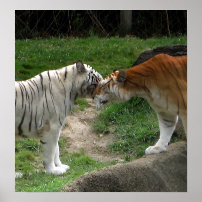 Póster Tiger Love (Frente)