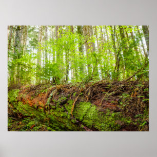 Poster Tiger Mountain   Issaquah, Estado de Washington