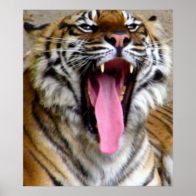 Póster Tiger Mouth_ (Frente)