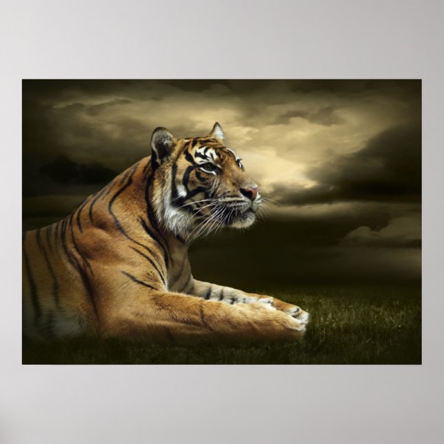 Póster Tiger olhando e sentando sob o céu dramático (Frente)