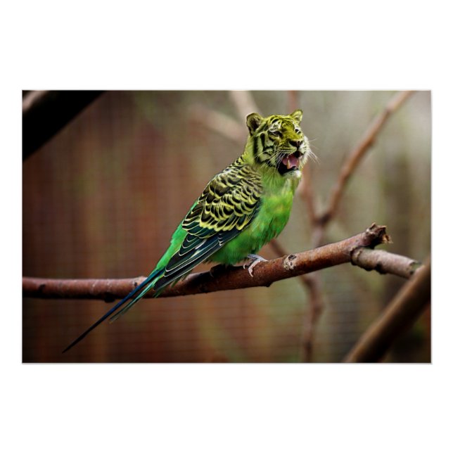 Póster Tiger Parakeet (Frente)