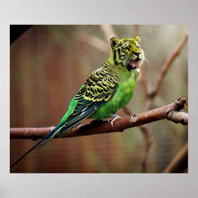 Poster Tiger Parakeet (Frente)