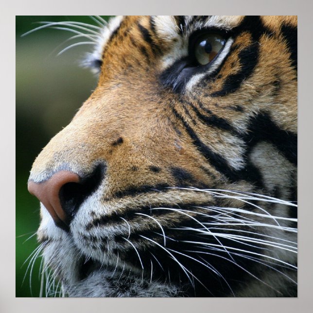 Poster Tiger Picture (Frente)