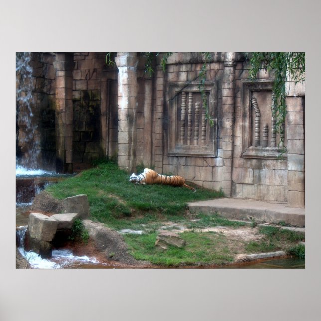 Poster Tiger Roll (Frente)