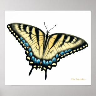 Poster Tiger Swallowtail Butterfly Print