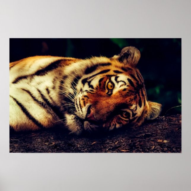 Poster Tiger te observando (Frente)