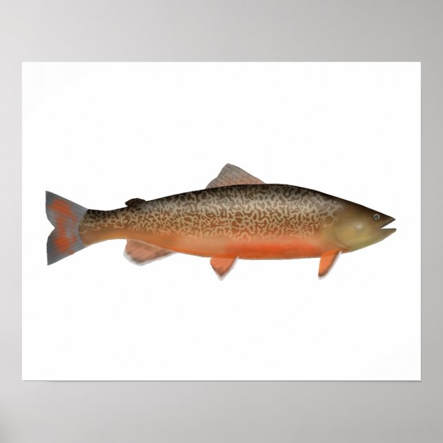 Poster Tiger Trout (Frente)
