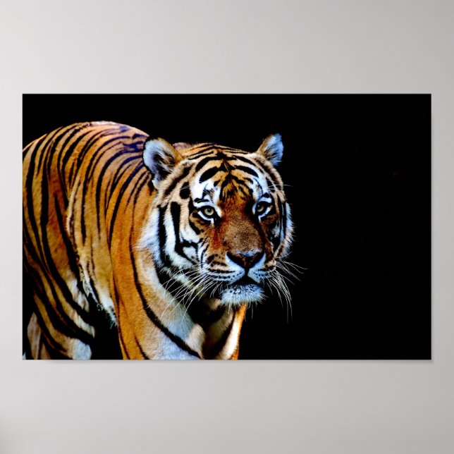 Poster Tiger With Black Background (Frente)