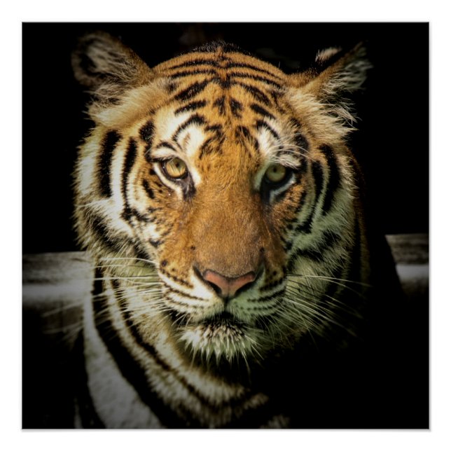 Póster tigre (Frente)