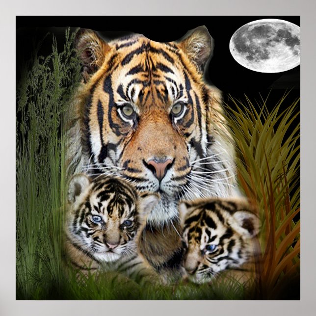 Póster Tigre (Frente)