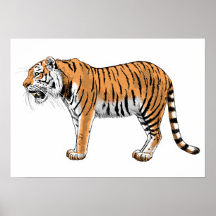Poster Tigre