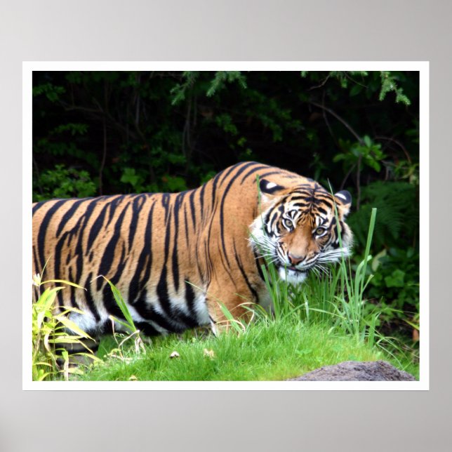 Póster Tigre (Frente)
