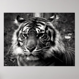 Poster Tigre