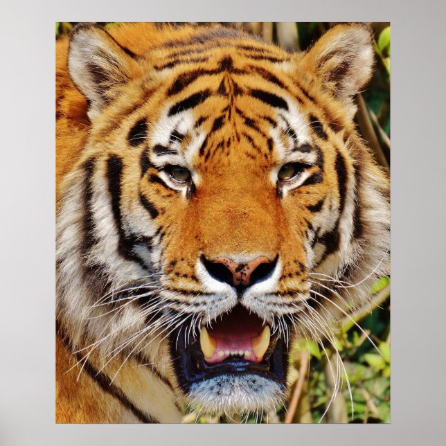 Póster Tigre (Frente)