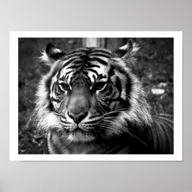 Poster Tigre (Frente)