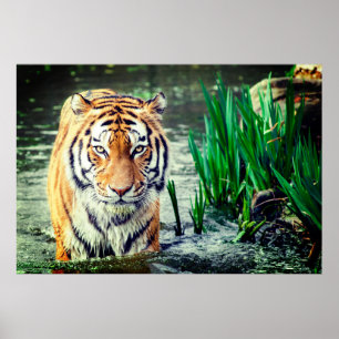 Poster Tigre