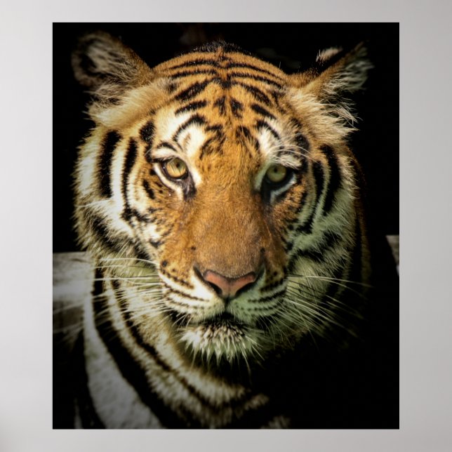 Poster tigre (Frente)