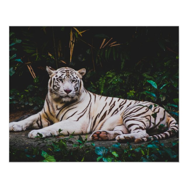 Póster Tigre (Frente)