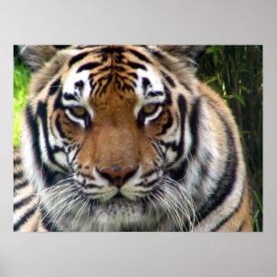 Póster Tigre - ascendente e pessoal próximos