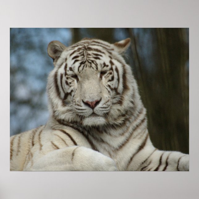 Poster Tigre branco (Frente)