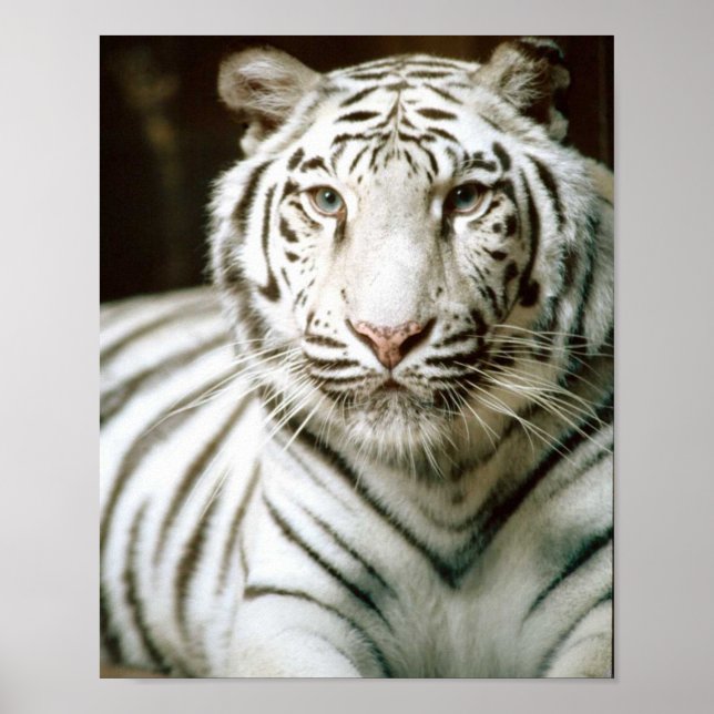 Póster Tigre Branco (Frente)
