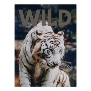 Póster Tigre branco