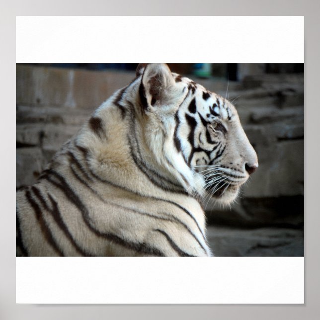 Poster Tigre Branco (Frente)