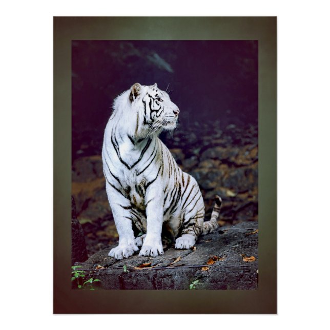 Póster Tigre branco (Frente)