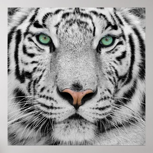 Póster Tigre Branco (Frente)
