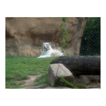 Tigre Branco Basking