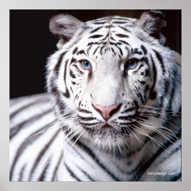 Póster Tigre Branco de Bengala (Frente)