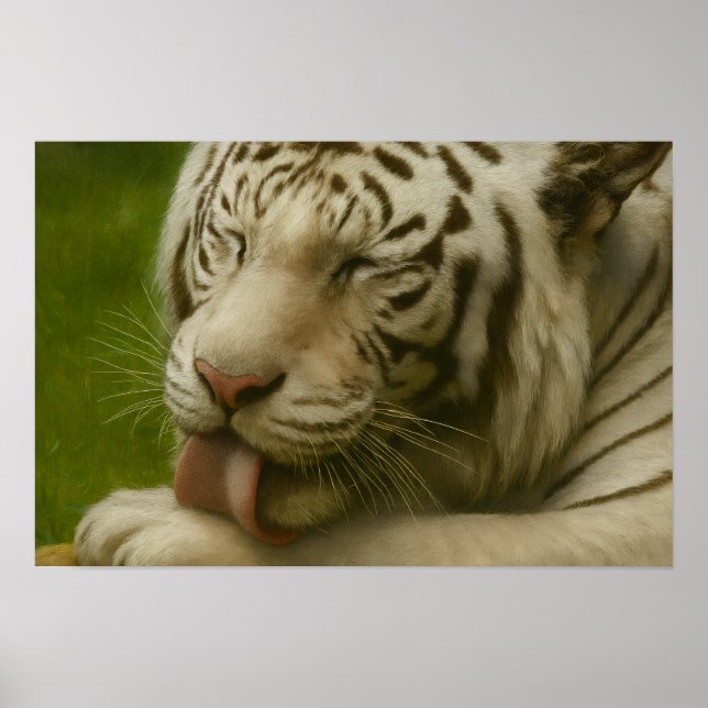 Poster Tigre Branco no Ritual de Alinhamento Privado (Frente)