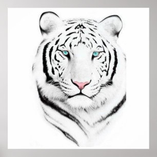 Poster Tigre Branco Siberiano