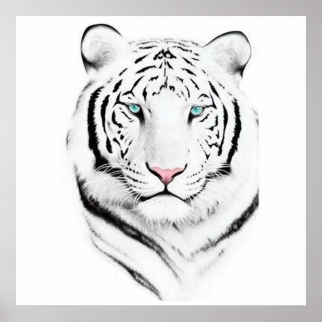 Poster Tigre Branco Siberiano (Frente)