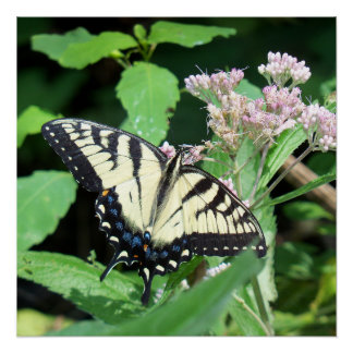 Póster Tigre canadense Swallowtail