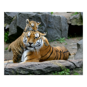 Póster Tigre Com Filhote