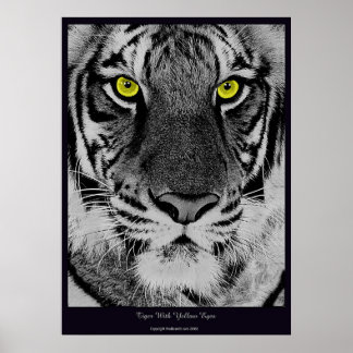 Póster Tigre com olhos amarelos
