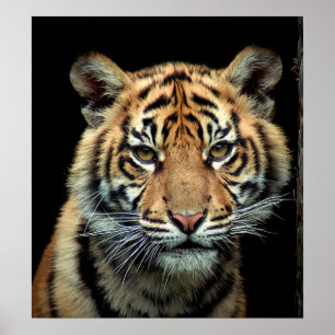 Póster Tigre Cub psto em perigo